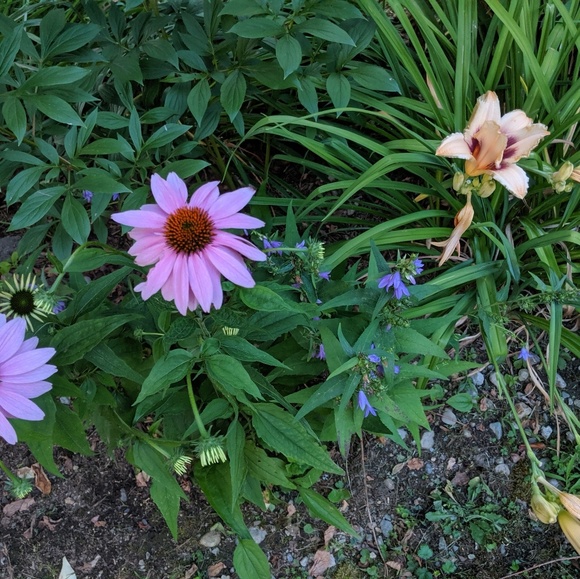 Meet your Posher, Nina - Picture 1 of 1